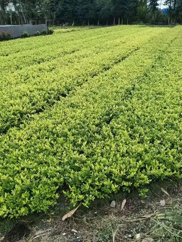 现代园林景观设计色彩要求